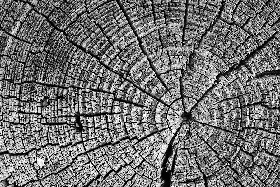 Cut Log Photograph by Martin Vorel Minimalist Photography