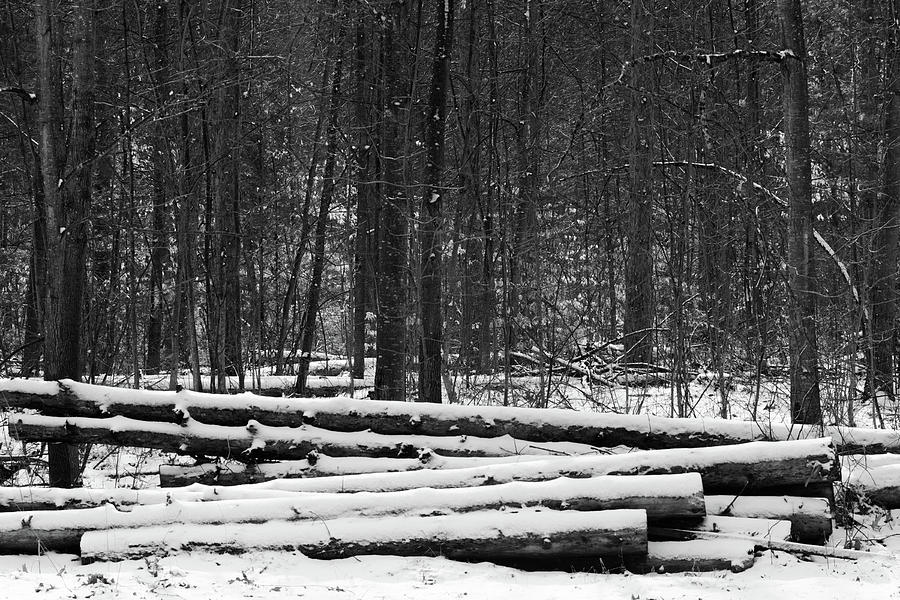 Black And White Photograph - Cut logs in Simcoe County Forest by James Canning