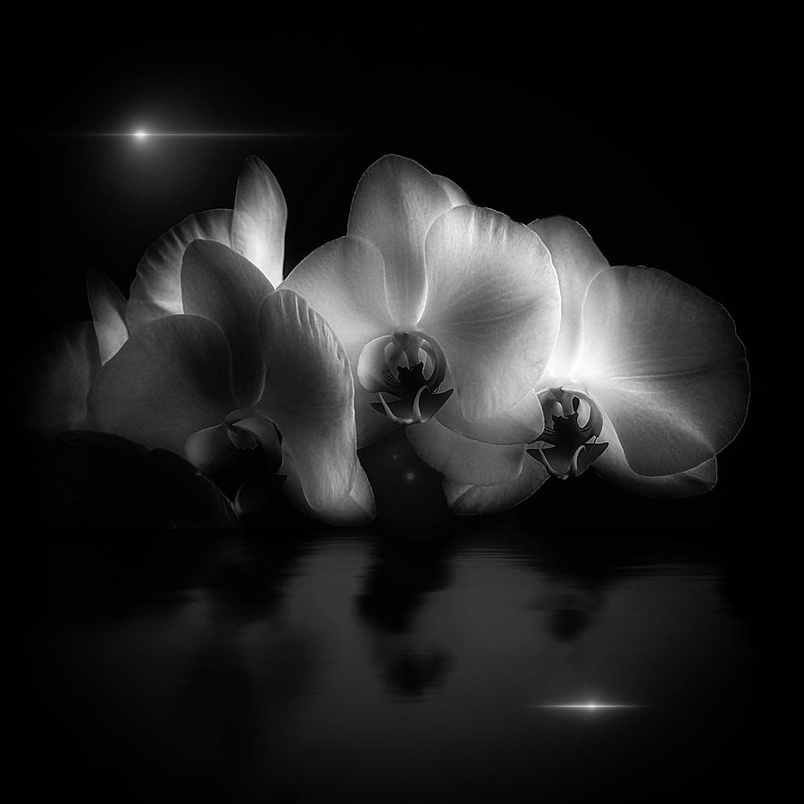 Cut Orchids Photograph by Bob Orsillo