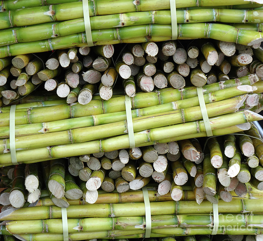 Cut Sugar Cane is Prepared for Juicing by Yali Shi Cut Sugar Cane is Prepared for Juicing by Yali Shi