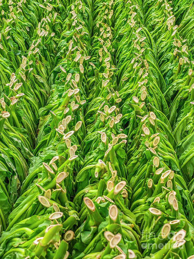 Farm Photograph - Cut Tobacco Leaves Drying  by David Litschel