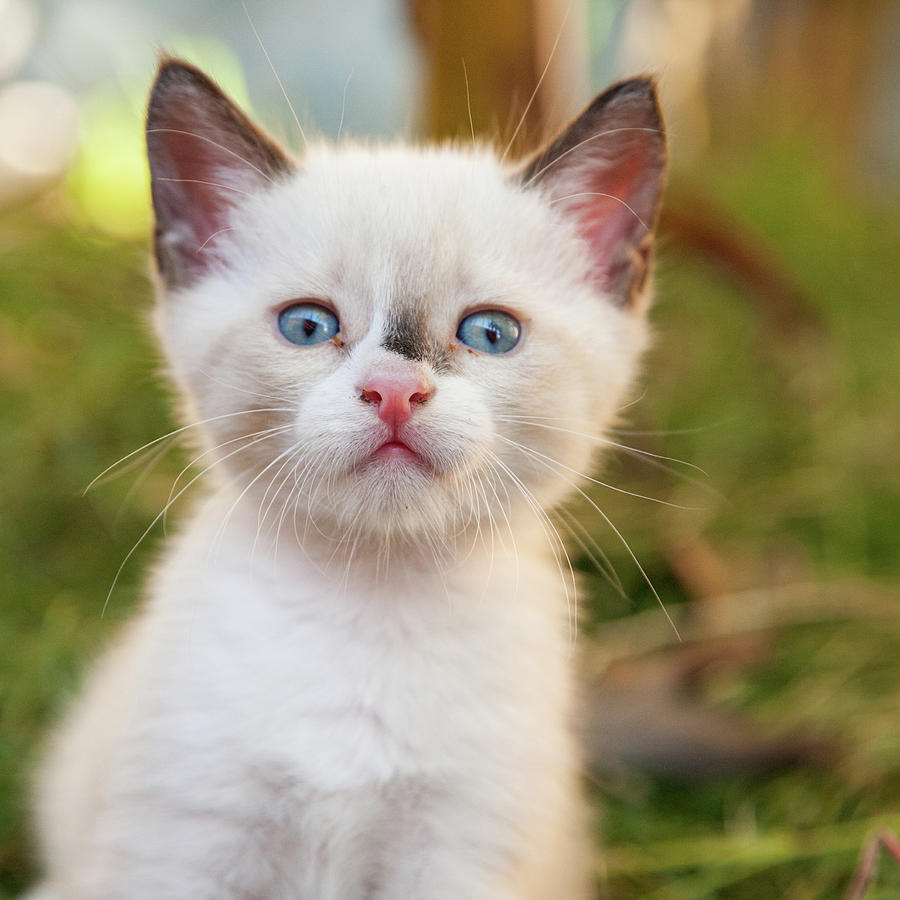 Cute 2 month old white kitten Photograph by Ian Middleton