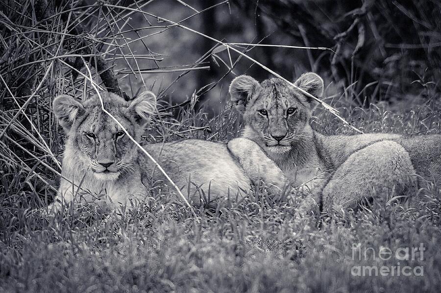 Cute African Lion Cubs Wall Art Photograph by Stefano Senise