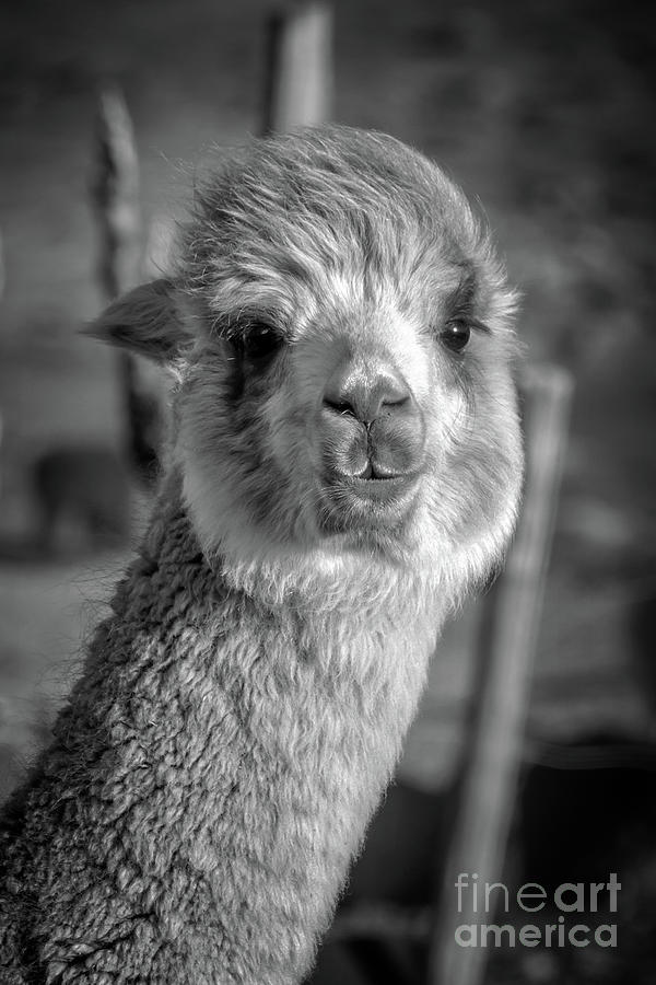 Cute alpaca Photograph by Delphimages Photo Creations