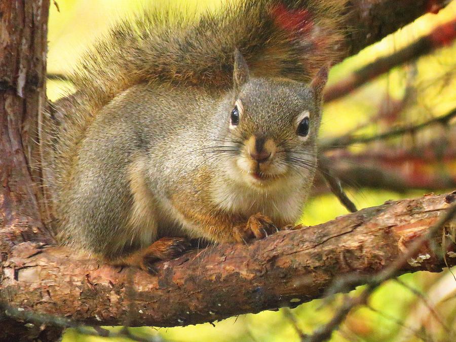 Cute American Red Squirrel  Photograph by Lori Frisch