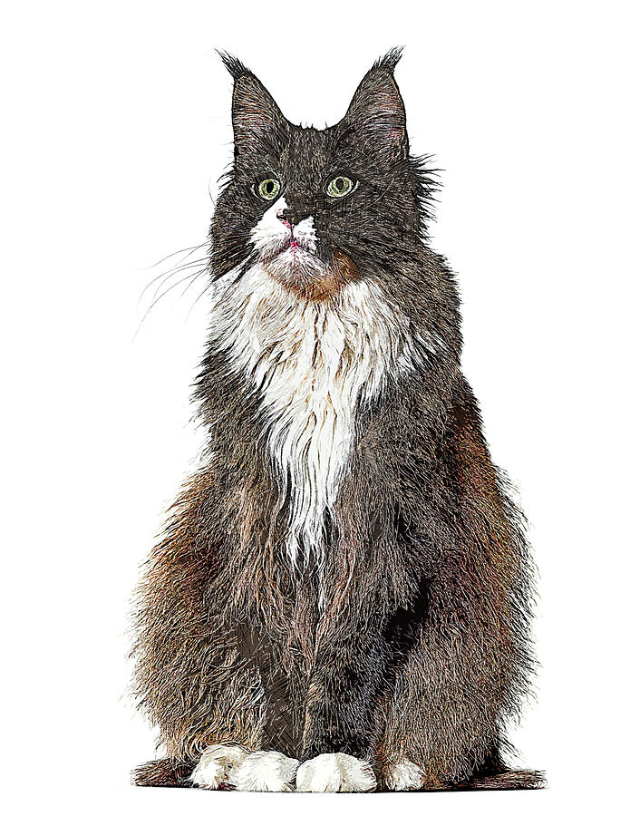 Cute and Cool, Maine Coon Cat Painting by Custom Pet Portrait Art Studio