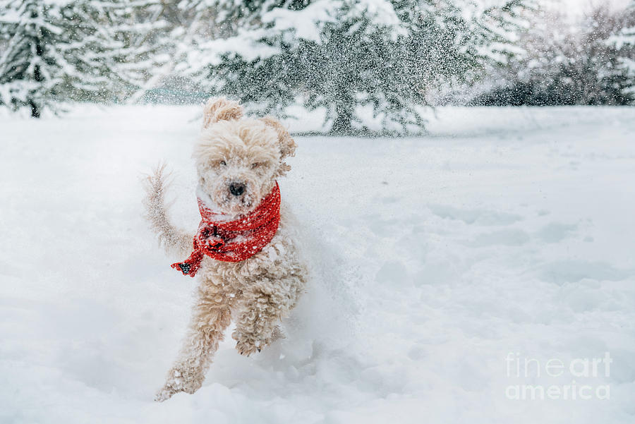 Cute and funny little dog with red scarf playing and jumping in the snow.  Photograph by Jelena Jovanovic