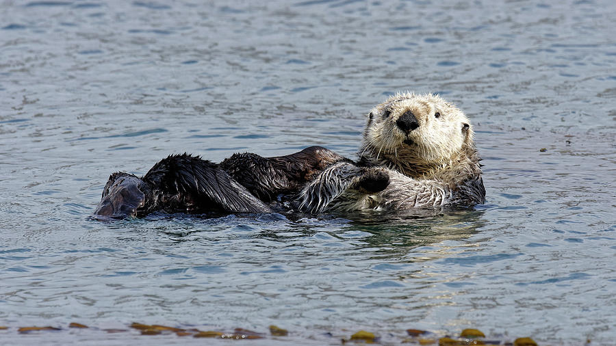 Cute and Fuzzy -- Sea Otter in Morro Bay, California Photograph by Darin Volpe