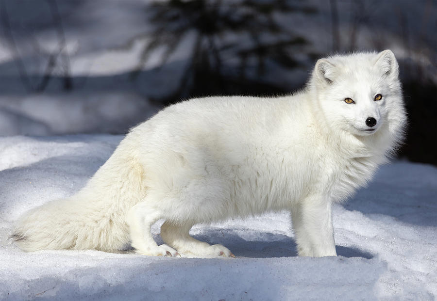 Cute Arctic Fox Photograph by Elliot Mahan - Pixels