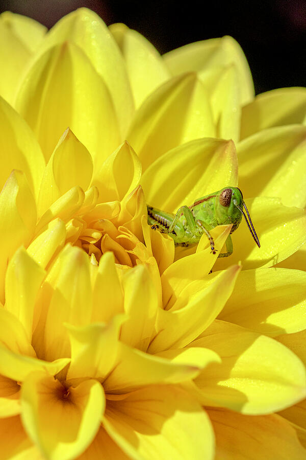Cute as a Bug Photograph by Patty Colabuono Cute as a Bug Photograph by Patty Colabuono