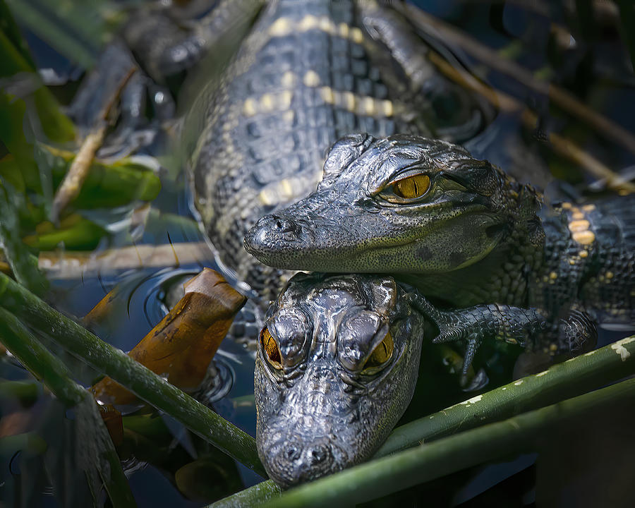 Cute Baby Alligators  Photograph by Mark Andrew Thomas