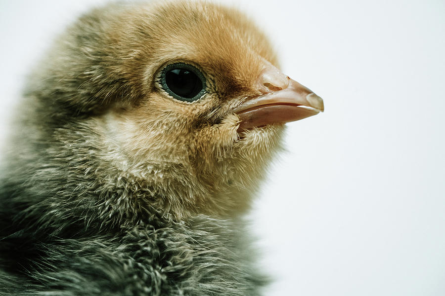 Cute Baby Chick - Buff Brahma Photograph by Ada Weyland