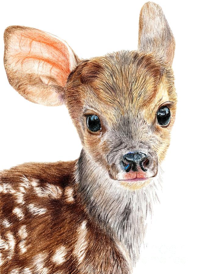 Cute Baby Deer Fawn Painting by Richardson Stewart - Fine Art America