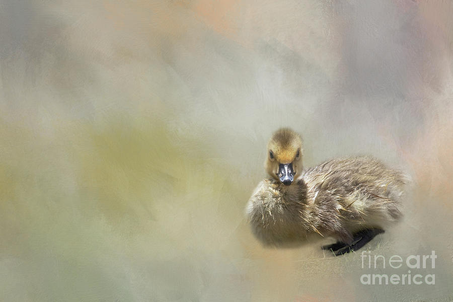 Chicken Photograph - Cute Baby Goose by Elisabeth Lucas