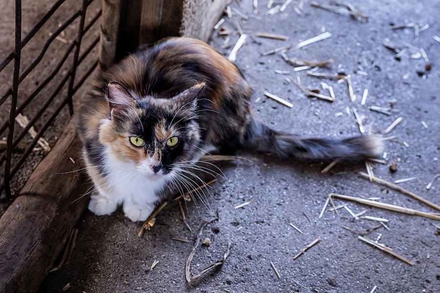 Cute Barn Cat Photograph by Kim Sowa