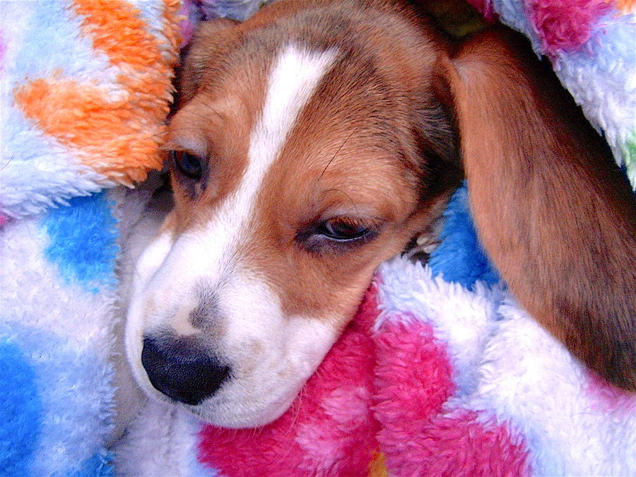 Cute Beagle 1 Photograph by Masha Batkova