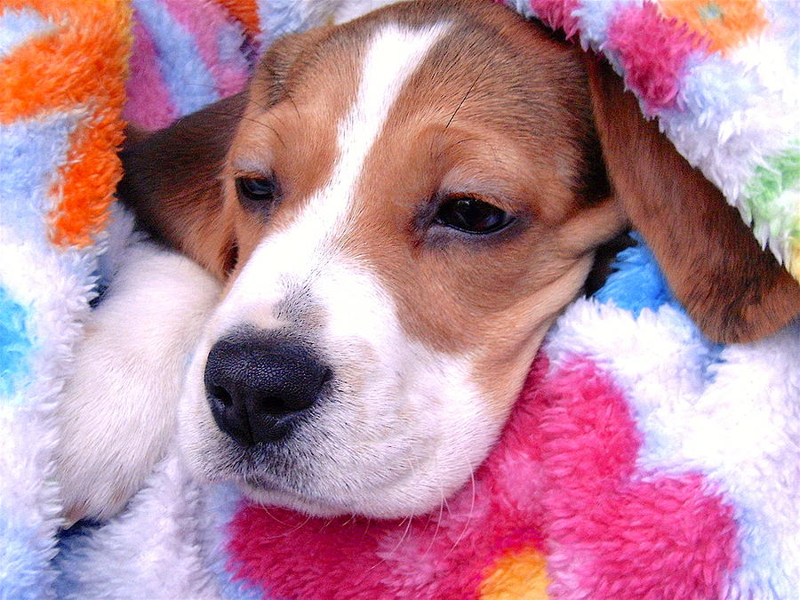 Cute Beagle 2 Photograph by Masha Batkova