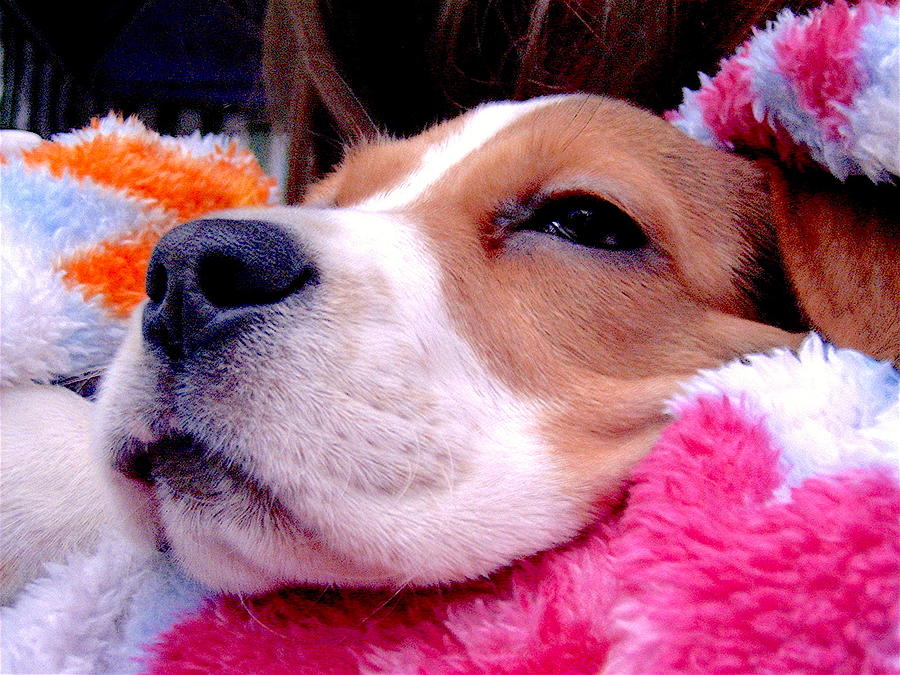 Cute Beagle 3 Photograph by Masha Batkova