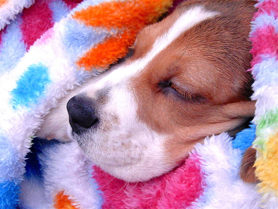 Cute Beagle 4 Photograph by Masha Batkova