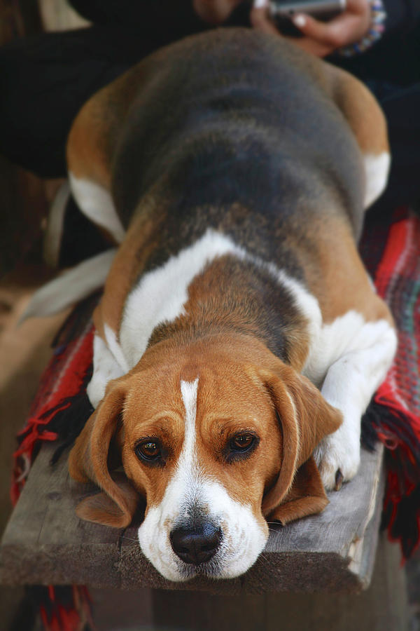 Cute Beagle 5 Photograph by Masha Batkova