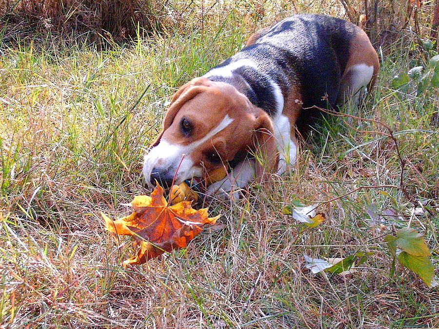 Cute Beagle 6 Photograph by Masha Batkova