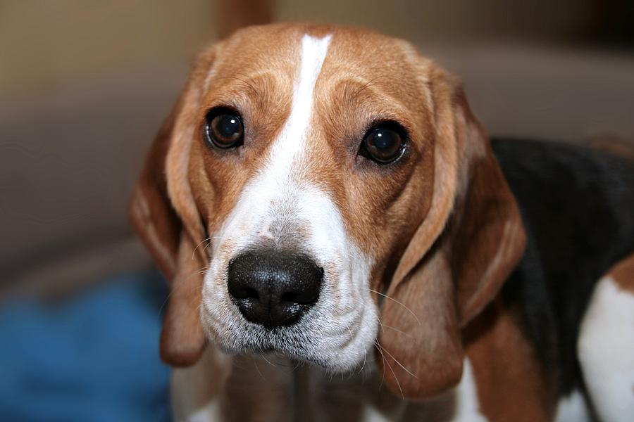 Cute Beagle 8 Photograph by Masha Batkova