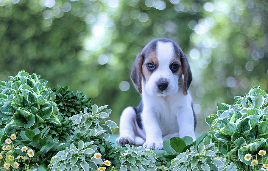 Cute Beagle Puppy Photograph