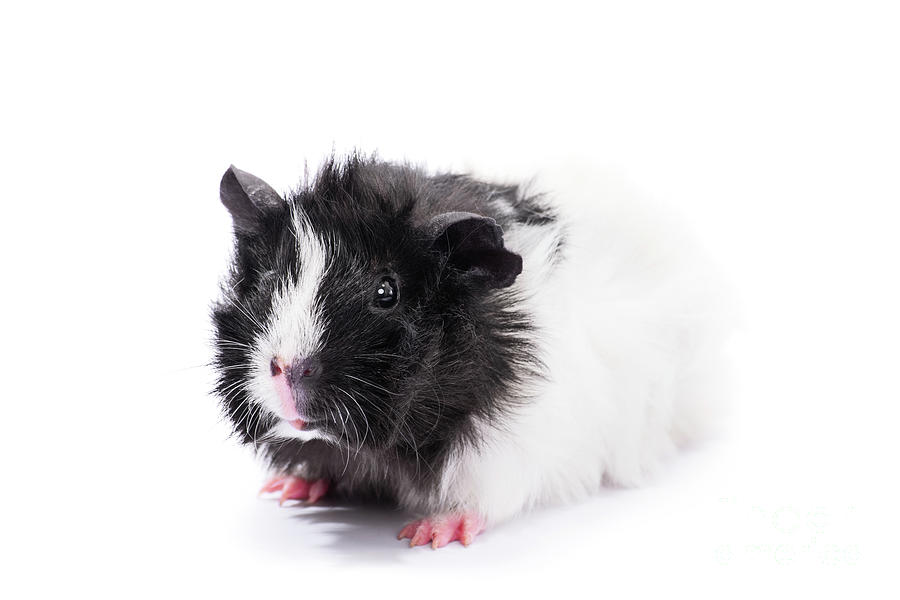 Cute black and white guinea pig Photograph by Mendelex Photography