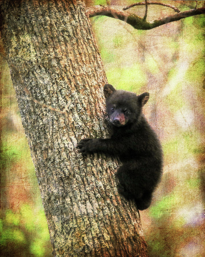 Cute Black Bear Cub Climbing Photograph by Dan Sproul