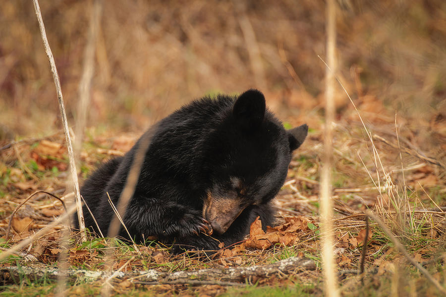 Cute Black Bear Cub Photograph by Robert J Wagner