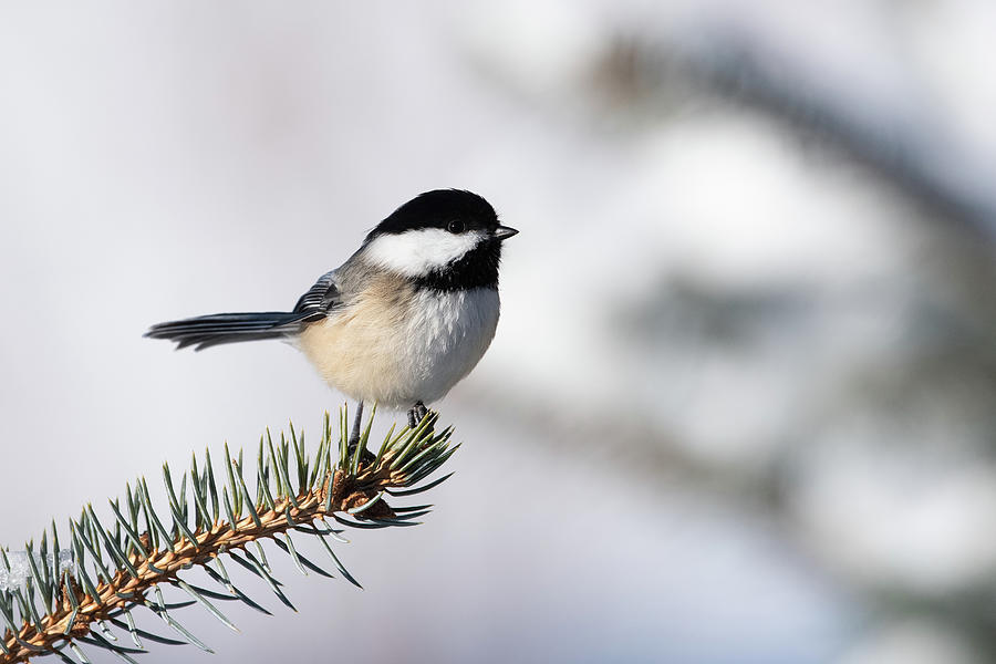 Cute Black-capped Chickadee Photograph by Jan Luit - Fine Art America