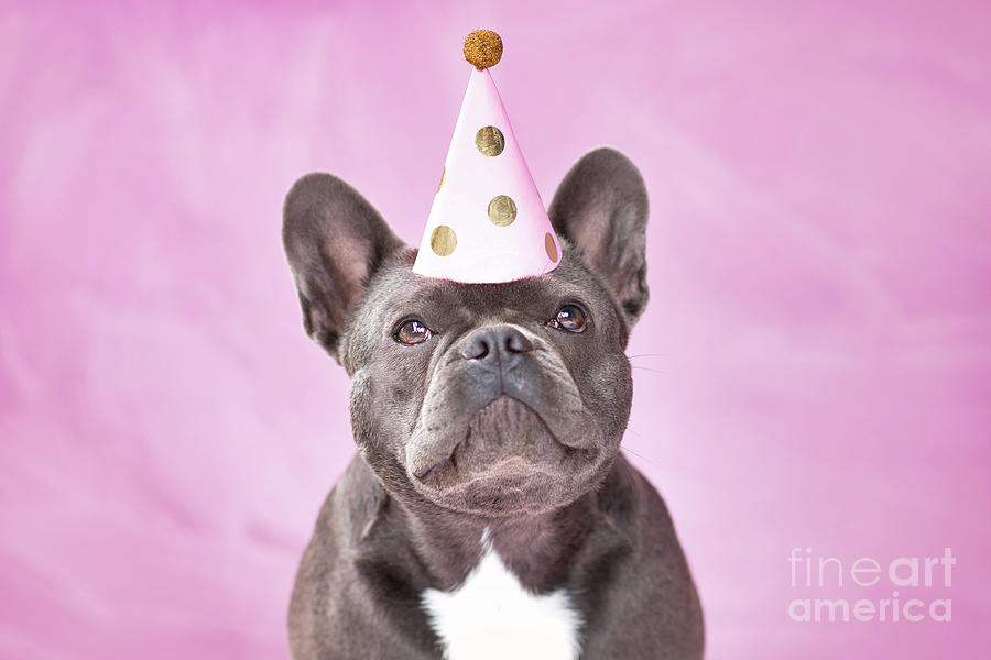 Cute black French Bulldog dog wearing party hat on pink backgrou Photograph by Firn | Fine Art 