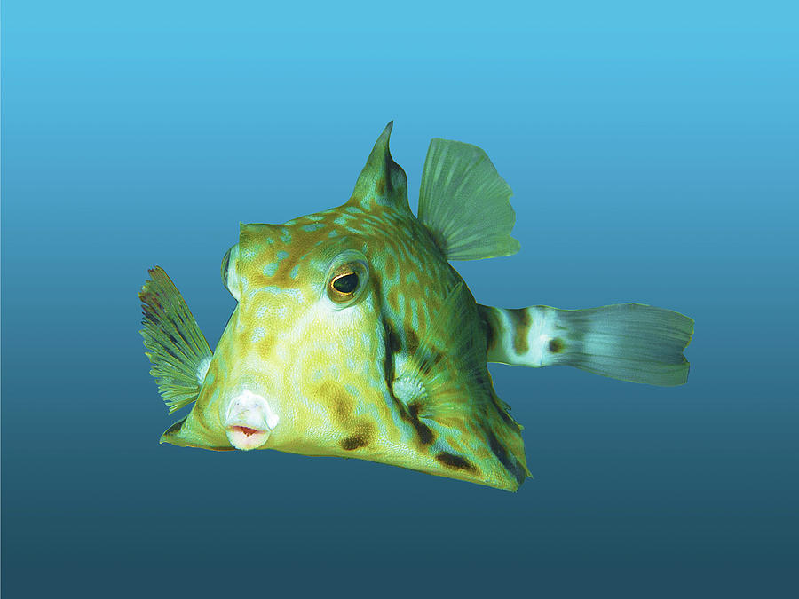 Cute Boxfish - Nice portrait of beautiful fish on gradient blue -  Mixed Media by Ute Niemann