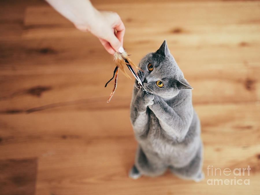 Cute British Cat Playing With Rod Toy Held By A Woman Hand. Photograph