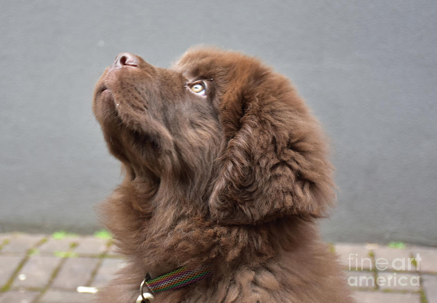 Cute Brown Newfie Puppy Dog Looking Up In The Air Photograph By DejaVu ...