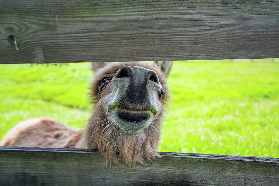 Cute Burro looking through a fence-Hamilton County Indiana Photograph ...