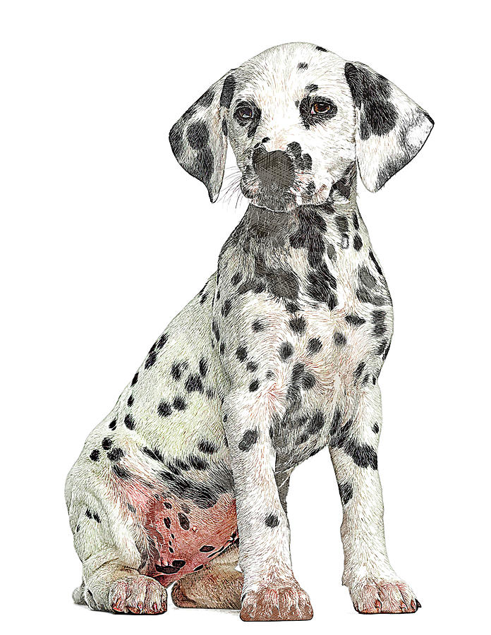 Cute but Savage, Young Dalmation Dog Painting by Custom Pet Portrait Art Studio