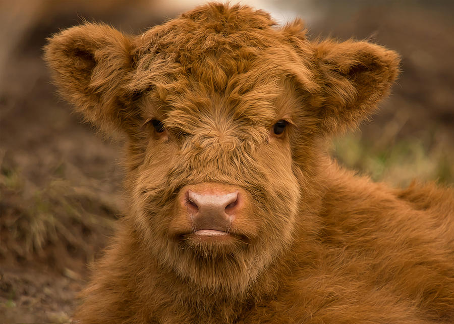 Cute Calf Highland Cow Scottish Highlands Poster Painting by Gray ...