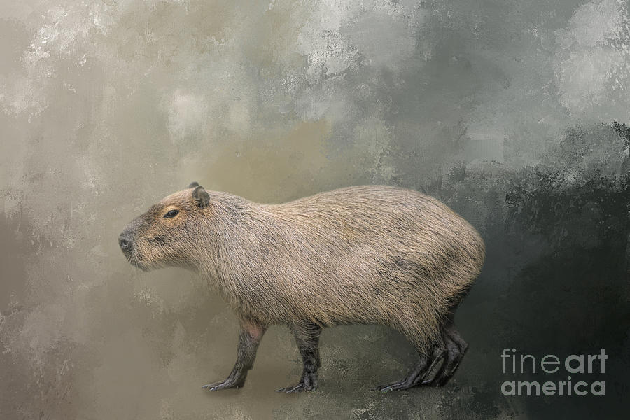 Rio - Clara the Capybara is one of the cutest rodents in the