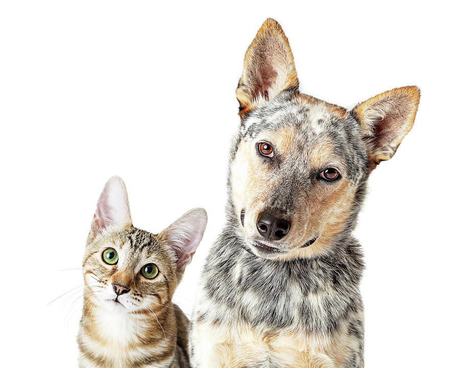 Cute Cat and Dog Together Tilting Heads Web Banner Photograph by Good