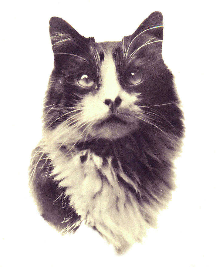 Cute Cat Photo Portrait Digital Art by Long Shot
