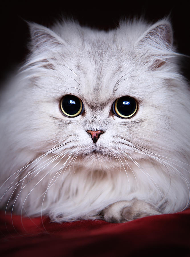 Cute Cat with big persuasive eyes Photograph by DrRave