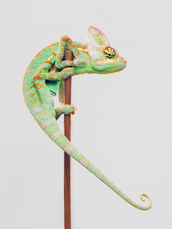 Cute chameleon climbing on white background Photograph by SensorSpot