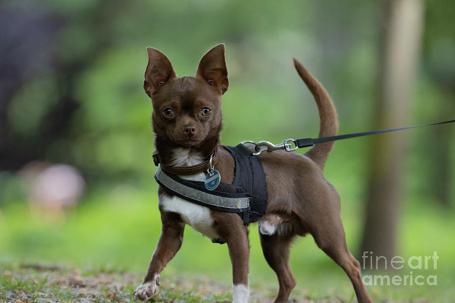 Chihuahua Photograph - Cute Chihuahua by Eva Lechner
