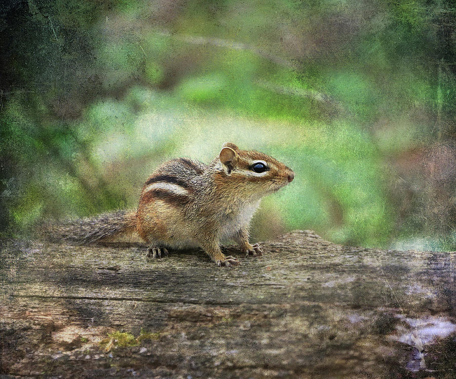 Cute Chipmunk In The Forest Photograph by Dan Sproul