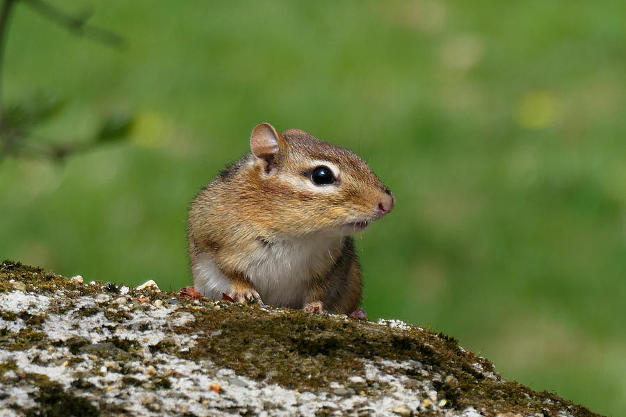 Cute Chipmunk Photograph by Lyuba Filatova