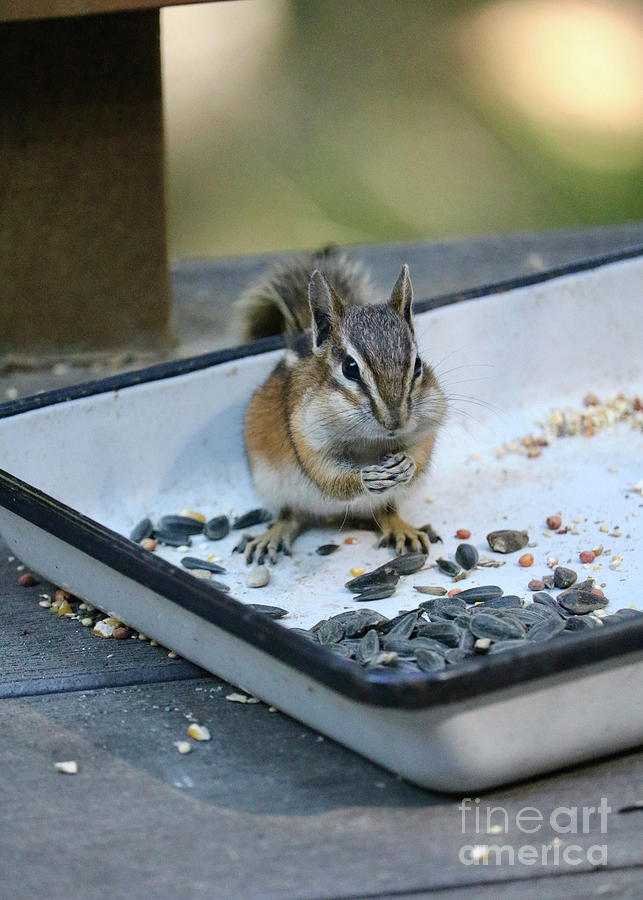 Cute Chipmunk on Tray Photograph by Carol Groenen