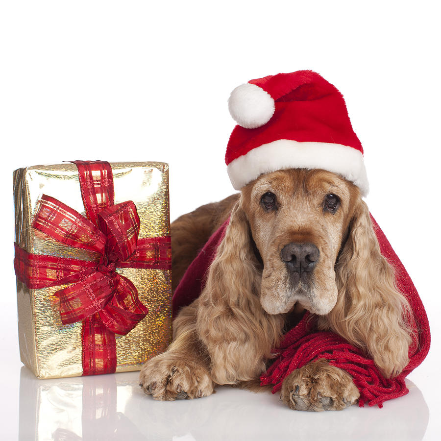 Cute cockerspaniel with christmas gift Photograph by Absolutimages