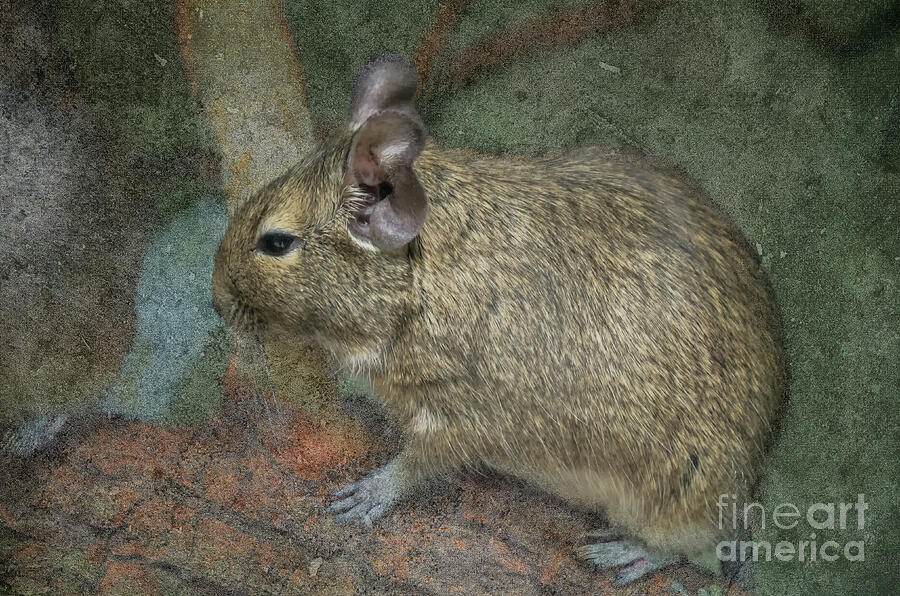 Cute Common Degu Photograph by Michelle Meenawong