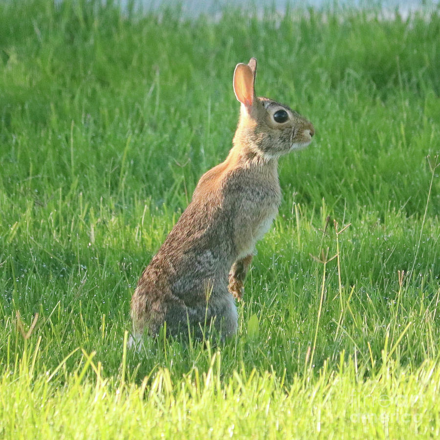 Cute Cottontail in Grass Square Photograph by Carol Groenen